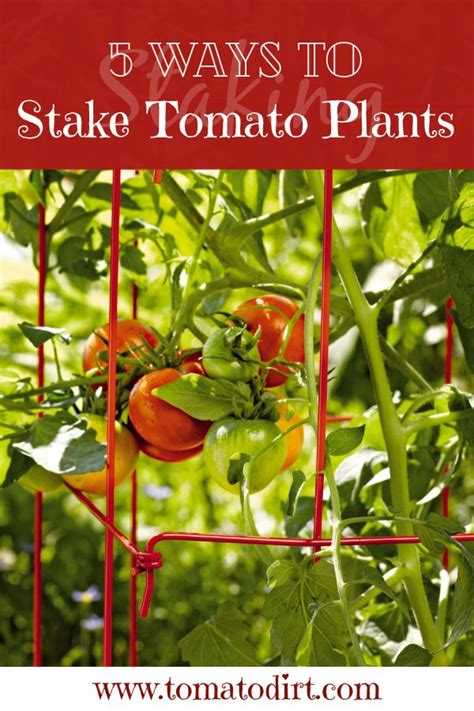 5 Ways to Stake Tomatoes Easily and Successfully.